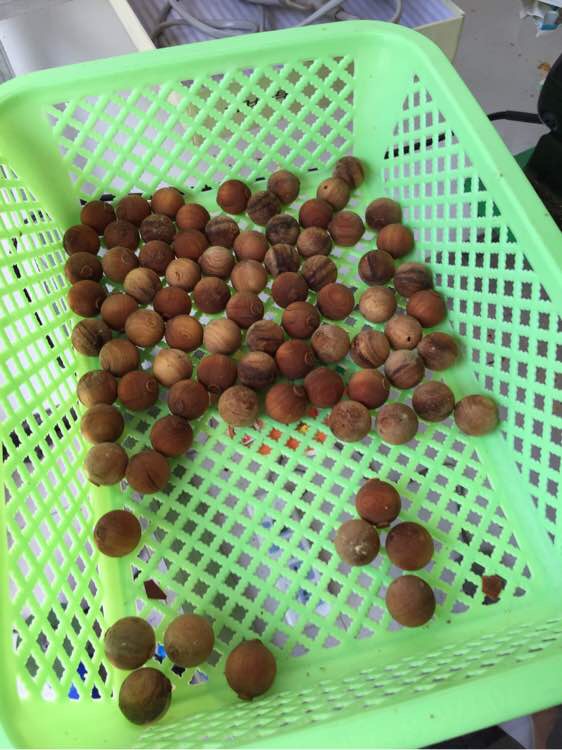 崖柏手串的历史,关于崖柏的那些事