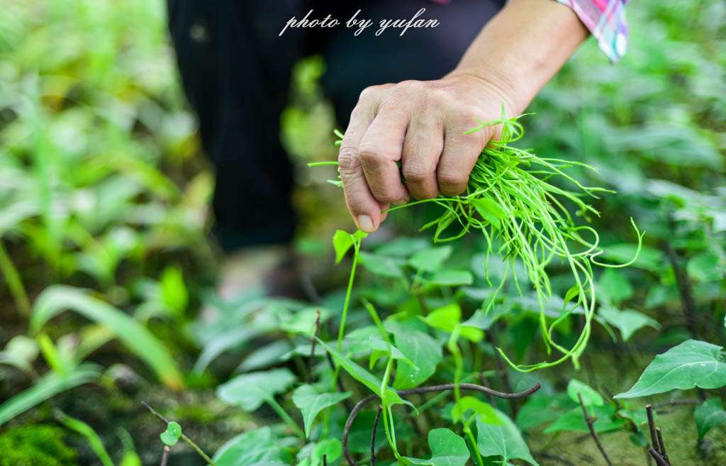 实拍农村常见38种中草药植物,我们身边的中药花草有哪些