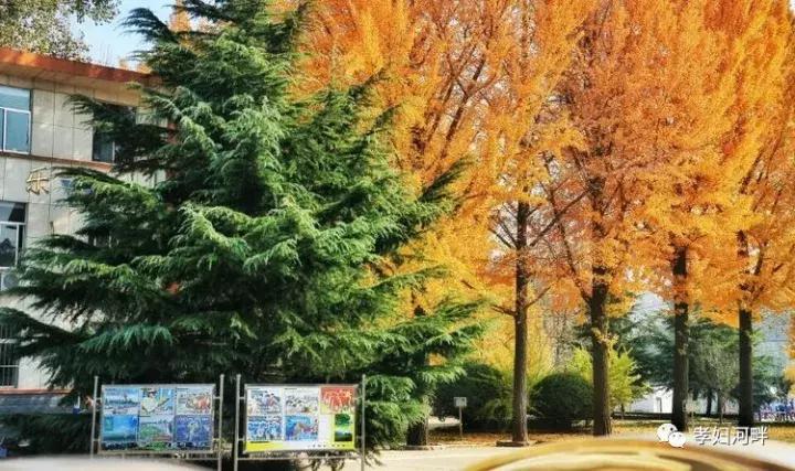 博山区银杏树,博山源泉淄博二中