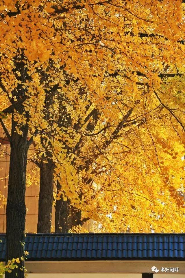 博山区银杏树,博山源泉淄博二中