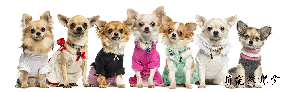 宠物冷知识巴哥犬,宠物冷知识英文版