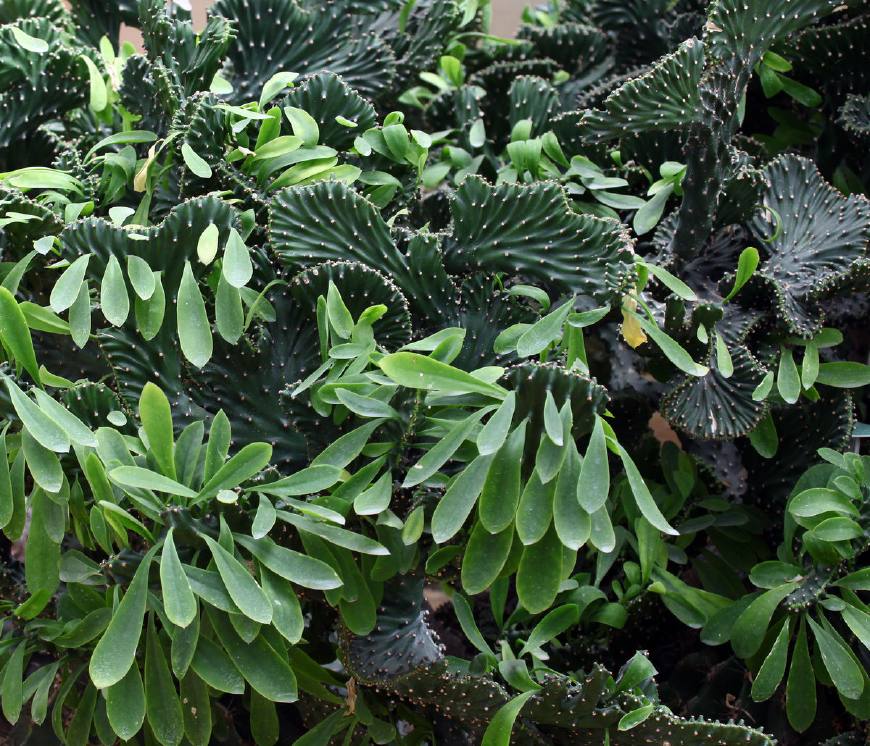 麒麟掌的毒性和危害,麒麟掌的汁液有没有毒素