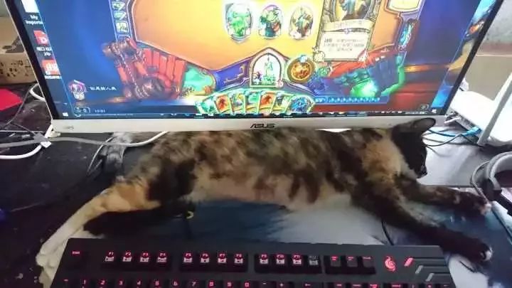 玳瑁猫最丑的猫,玳瑁猫长得好凶