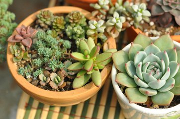 多肉砍头老桩怎么处理,多肉白凤砍头后老桩的生长