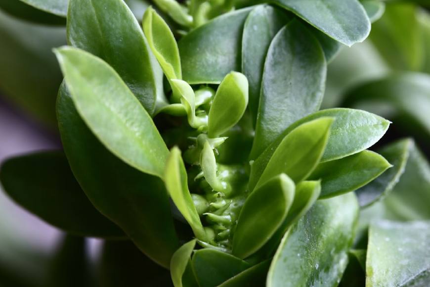 麒麟掌的毒性和危害,麒麟掌的汁液有没有毒素