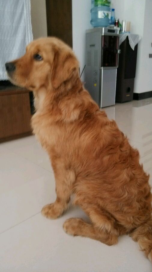 烫的卷毛用夹板拉直,羊卷毛用夹板拉直