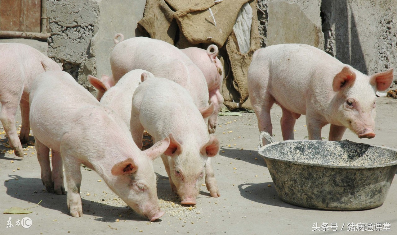 小猪换了饲料拉稀可以自愈吗,小猪断奶饲料加什么药防止拉稀