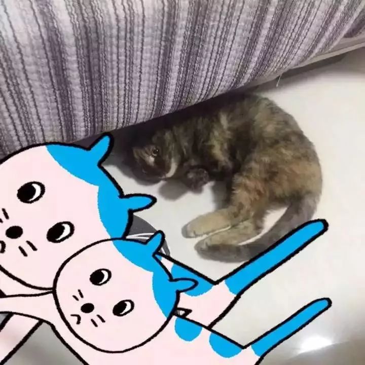 玳瑁猫最丑的猫,玳瑁猫长得好凶