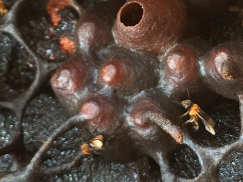 这“黑飞蚁”也叫蜜蜂，所有养蜂人都醉了