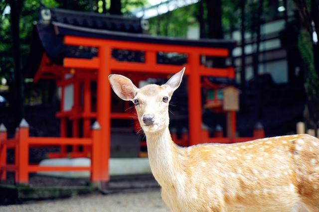日本关西夏日赏——今夕传媒旅行家出品