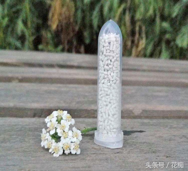 介壳虫黄叶怎么办,绿植介壳虫