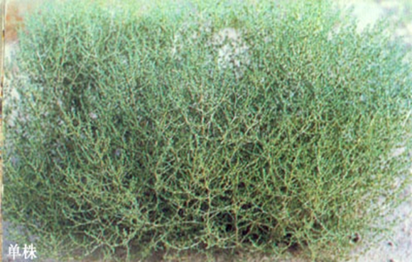 蓬灰水和碱面的区别,蓬灰在面粉里起什么作用