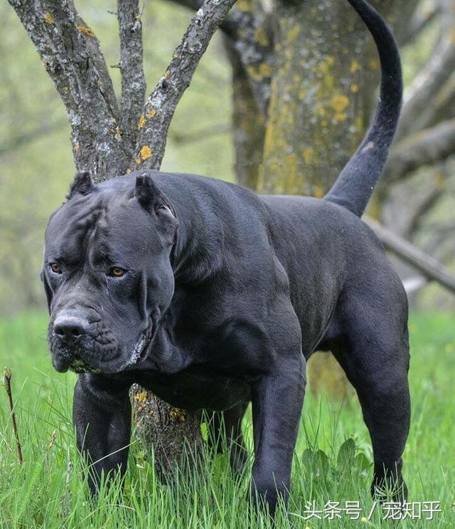 世界猛犬加纳利,加纳利犬多厉害