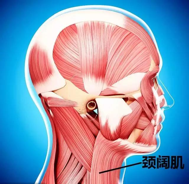 紧致肌肉的最好方法,如何提拉面部肌肉