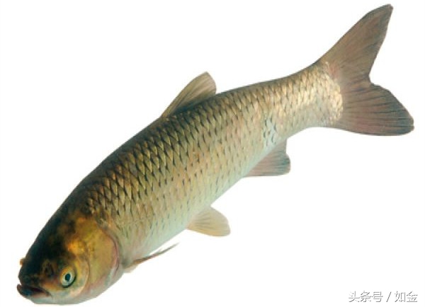 简述烂鳃病的主要症状,烂鳃病症状及防治方法