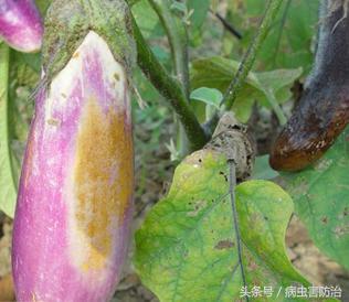 茄子病的诊治方法,茄子疫病的病症是什么