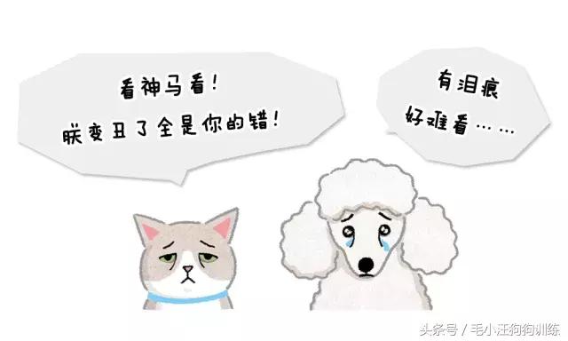 毛小汪训犬课堂,狗狗泪痕重是什么原因引起的