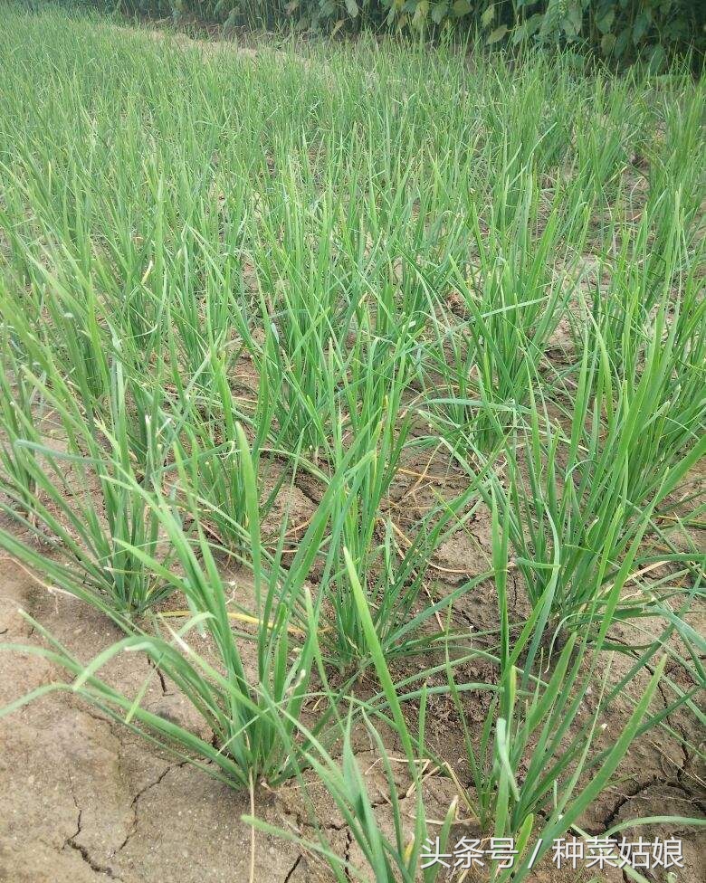 怎么让韭菜种的又青又好吃,韭菜干尖自制土法小妙招