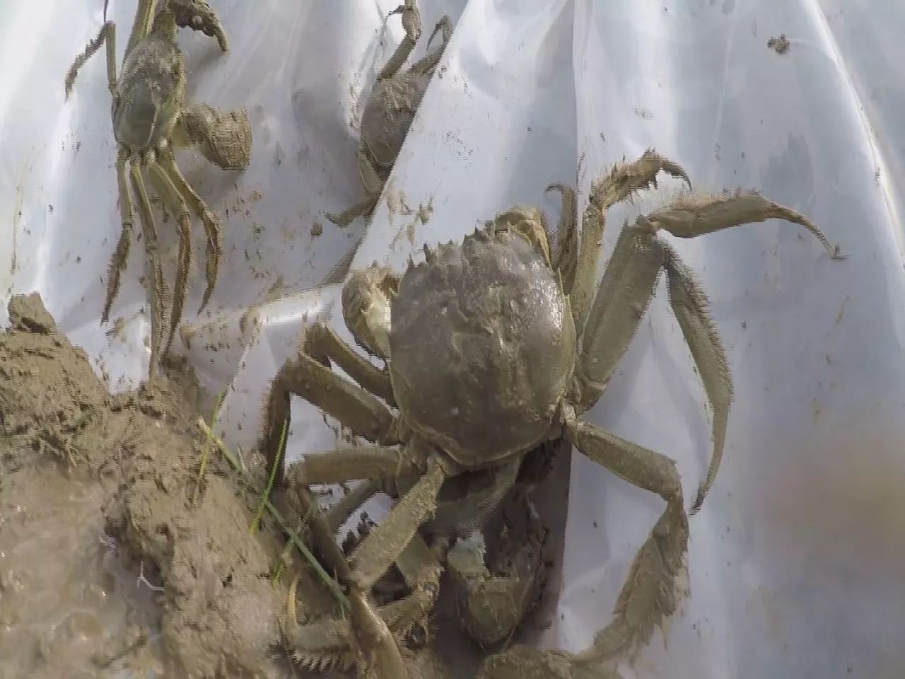 抓螃蟹的方法您知道几种,抓螃蟹的方法儿童