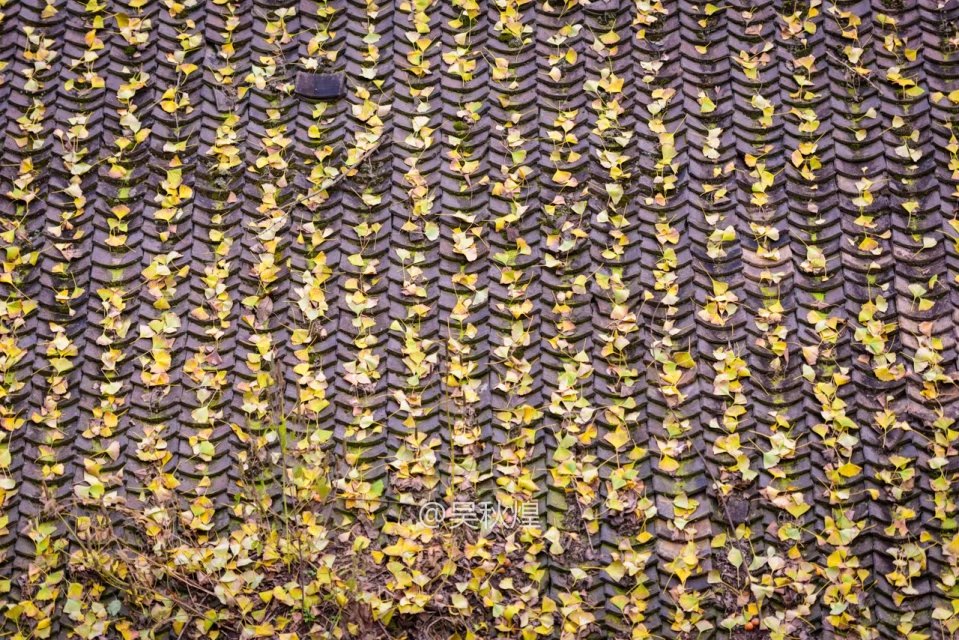 洛阳千年银杏林免费景点,洛阳有银杏叶的公园视频