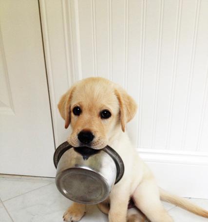 美味到停不下来的自制狗粮,制作好吃的狗粮简单平底锅