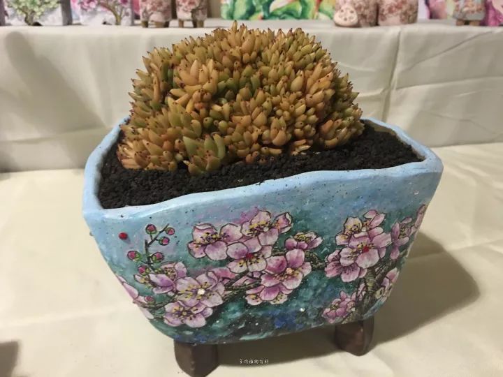 公认最美4种多肉植物图片,2014年上海多肉植物展图片