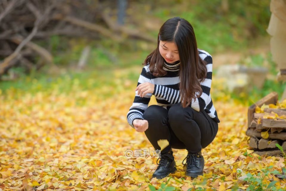 洛阳千年银杏林免费景点,洛阳有银杏叶的公园视频