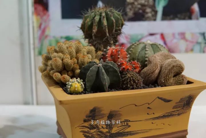 公认最美4种多肉植物图片,2014年上海多肉植物展图片