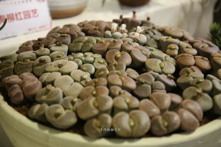 公认最美4种多肉植物图片,2014年上海多肉植物展图片