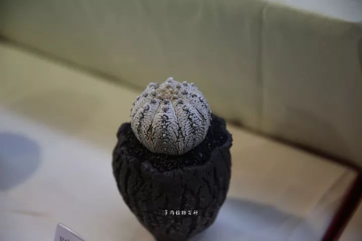 公认最美4种多肉植物图片,2014年上海多肉植物展图片