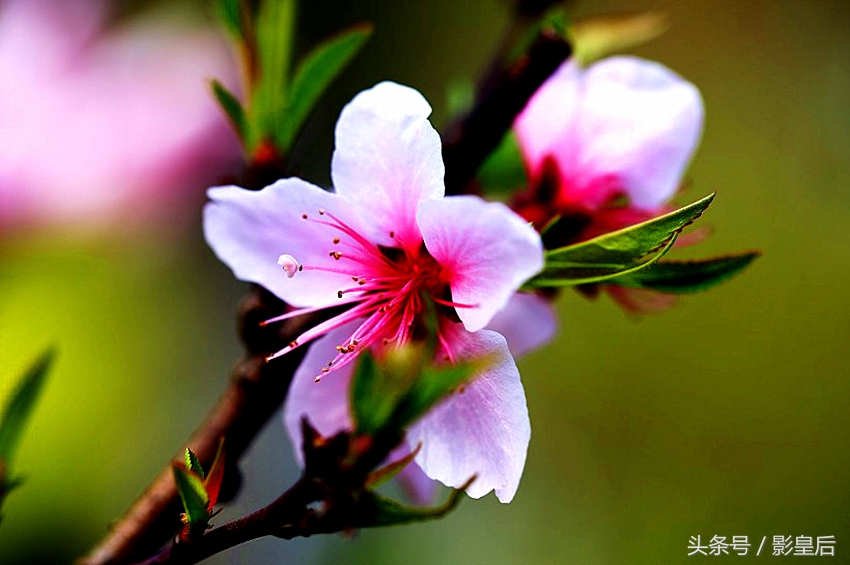 三生三世十里桃花诗,三生三世十里桃花帝君