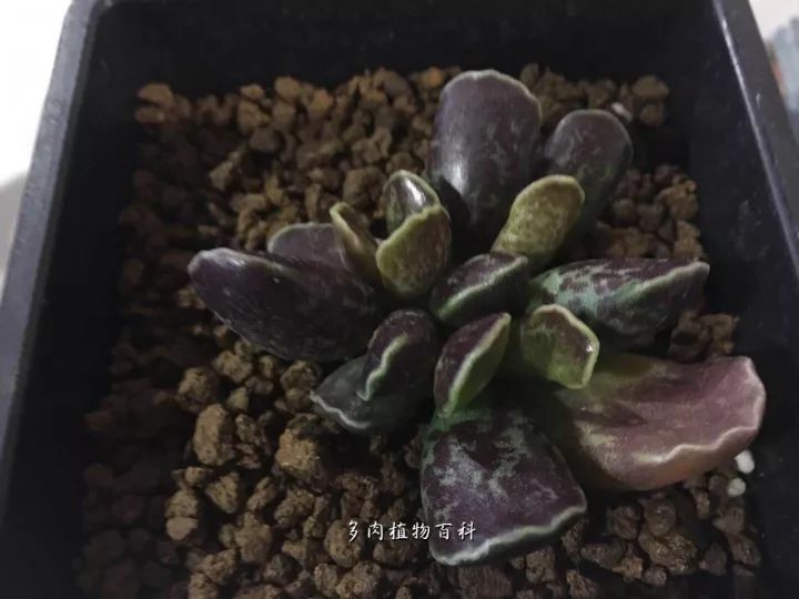 公认最美4种多肉植物图片,2014年上海多肉植物展图片