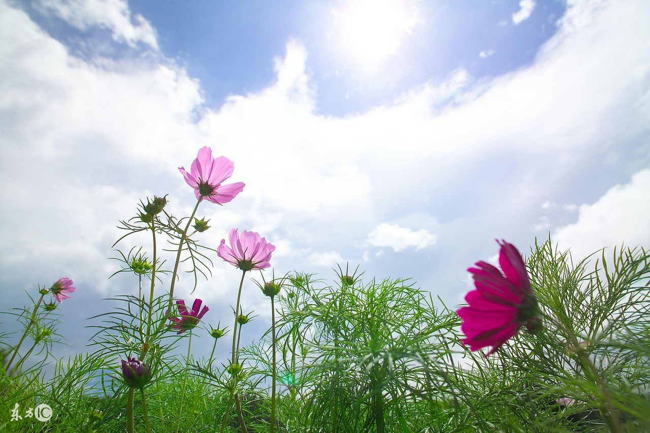 随便撒种子就能活的植物,随便撒在土里能活的花种子