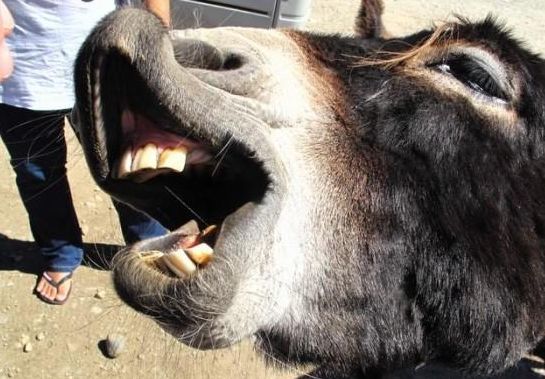 在农村养一头驴一年能挣多少钱,养驴一年能挣多少钱