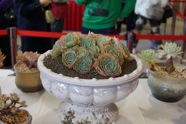 公认最美4种多肉植物图片,2014年上海多肉植物展图片