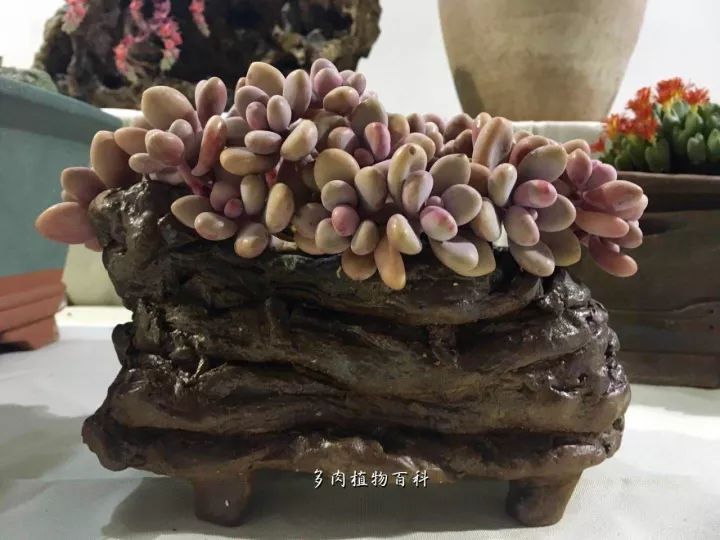 公认最美4种多肉植物图片,2014年上海多肉植物展图片