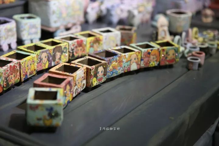 公认最美4种多肉植物图片,2014年上海多肉植物展图片