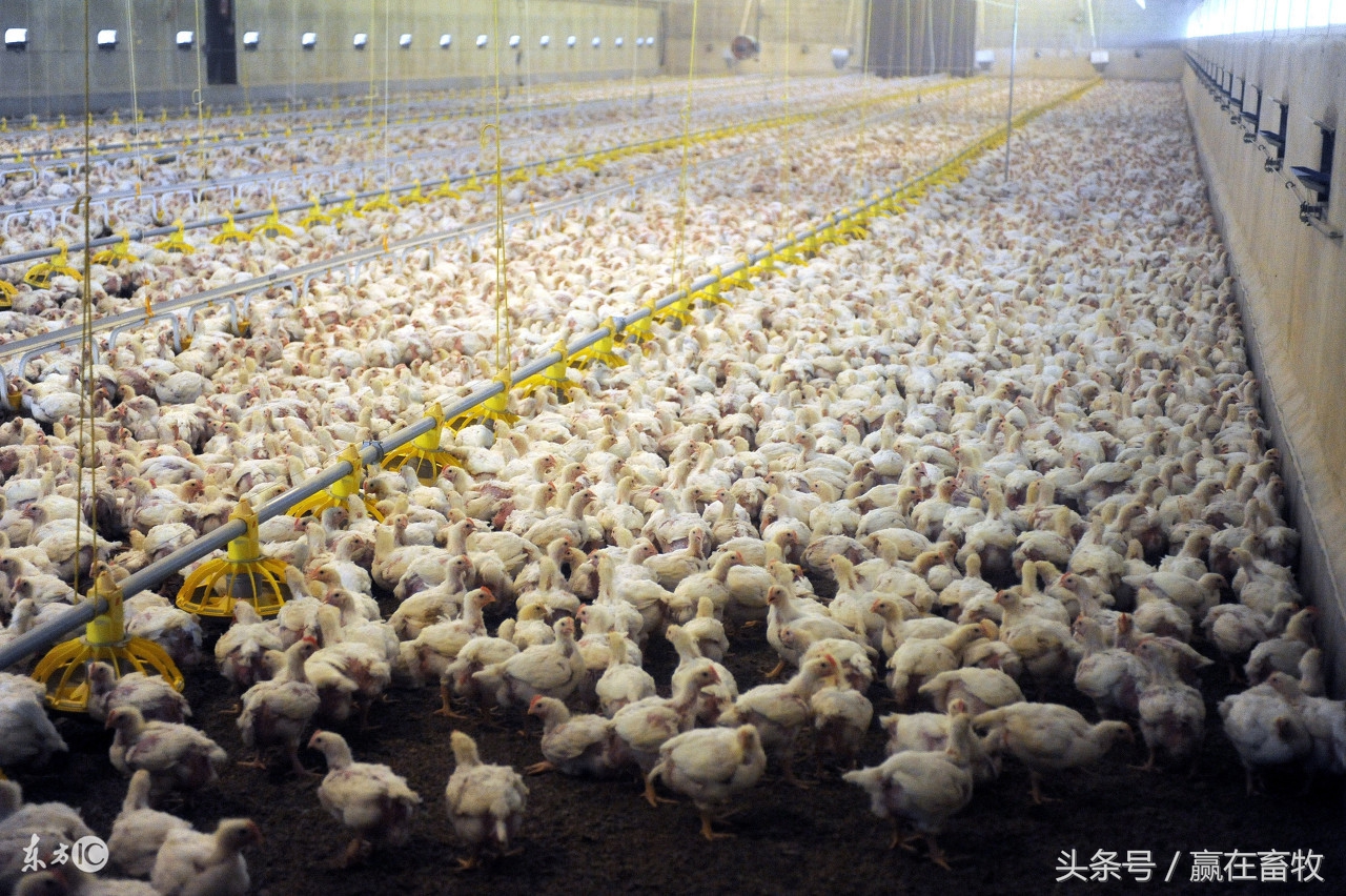 鸡肿头肿脸三招解决,鸡肿的原因和治疗方法