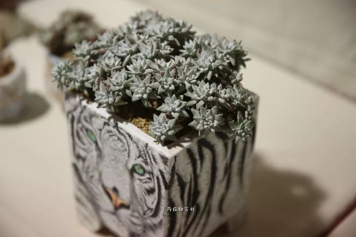 公认最美4种多肉植物图片,2014年上海多肉植物展图片