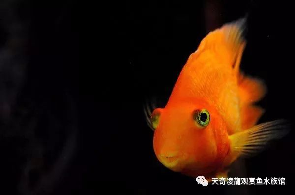 鹦鹉鱼趴缸底的最佳治疗,鹦鹉鱼趴缸最快的恢复方法