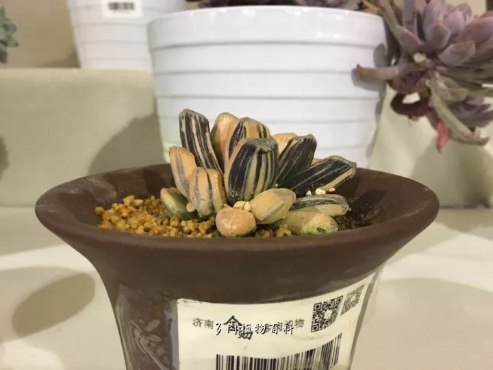 公认最美4种多肉植物图片,2014年上海多肉植物展图片