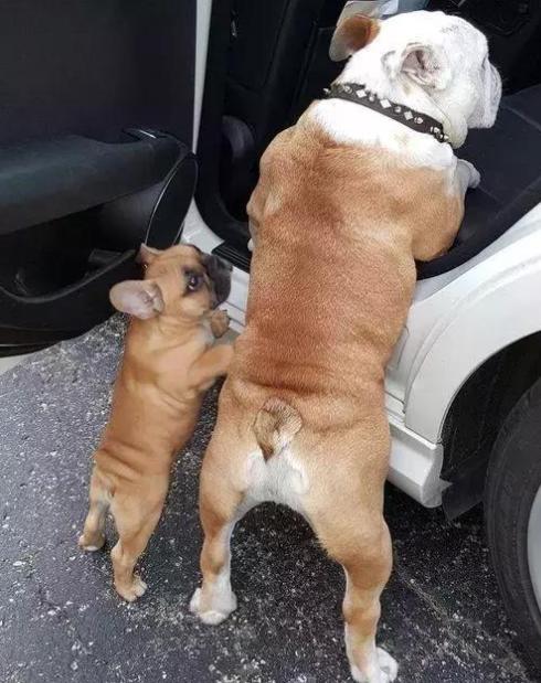 英牛法牛,英牛和法牛杂交品种