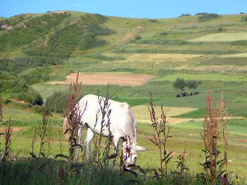 甘肃赏田园风光感受乡村魅力,甘肃渭源风景图片大全