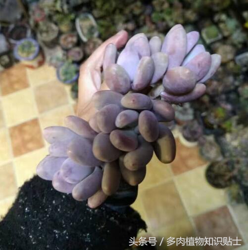 多肉植物到底好不好入坑,多肉植物入坑记