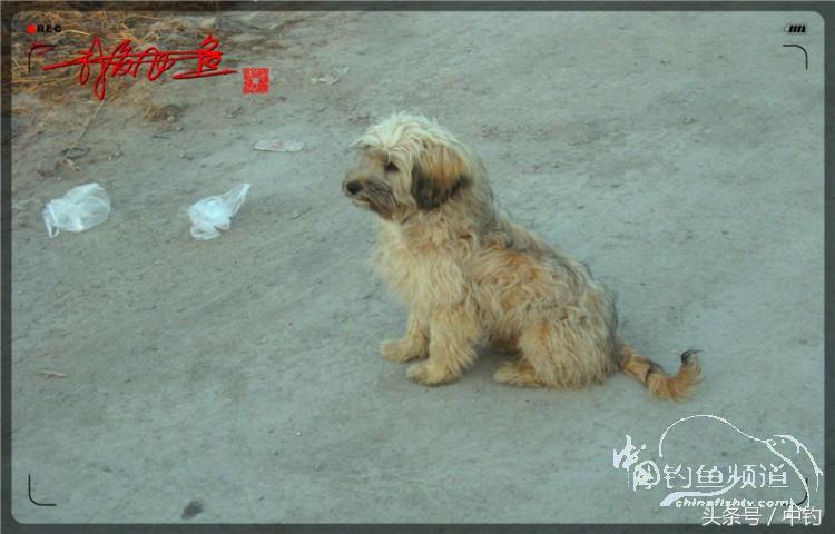 朋友相聚钓罗非,好友们相约一起钓鱼视频