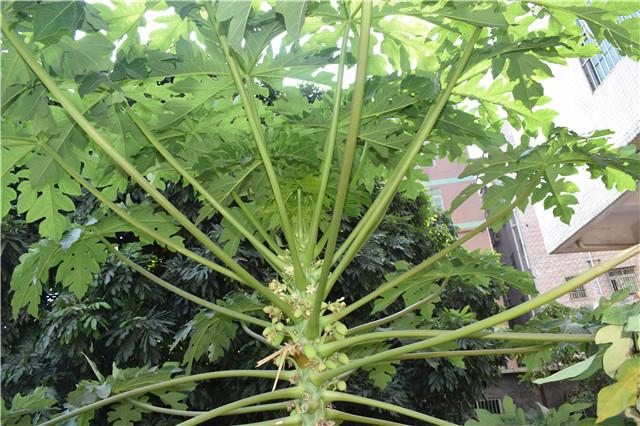 自家树上种的木瓜,在你家门口种了棵树你该怎么办