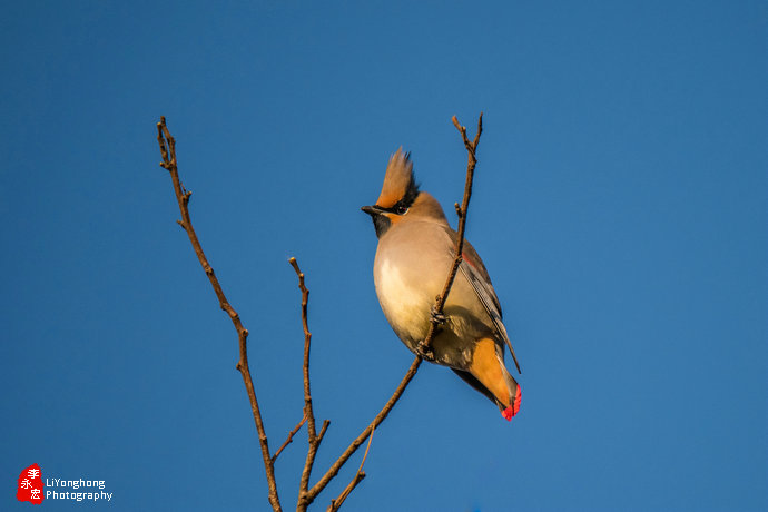 沈阳莫子山公园榆树,沈阳莫子山公园游记