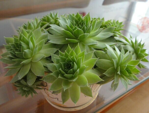 黑叶观音莲病虫害图片,养殖观音莲小技巧