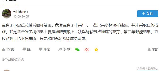 金弹子可以用什么树做母桩,金弹子原生母桩盆景