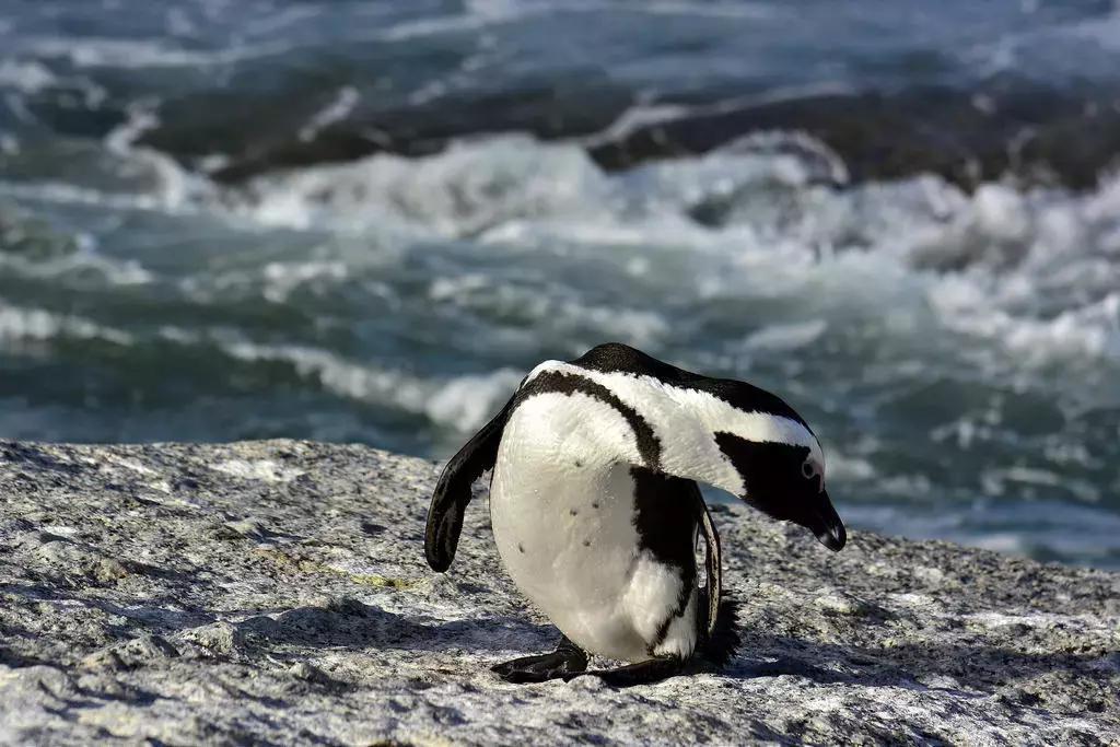 他花16年学会跟狮子交谈,而你花10天懂得了他的执著!